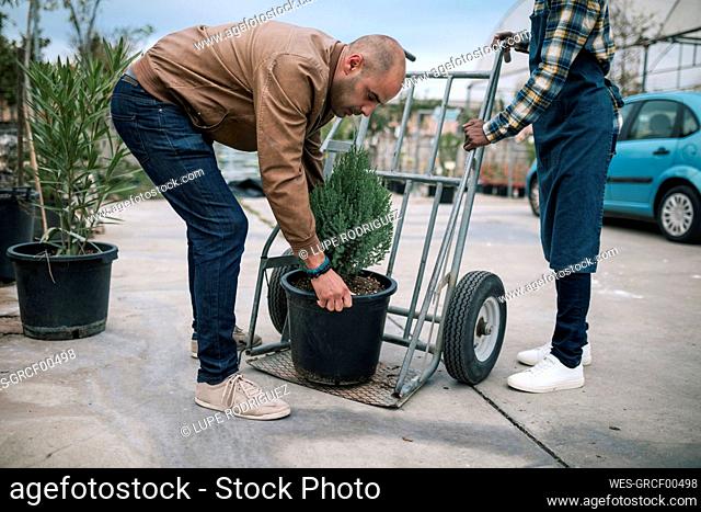 Mature owner picking up potted pine tree while worker holding cart at plant nursery
