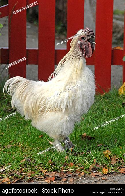 Silkie, silkie chickens, purebred, poultry, domestic fowl, chicken birds, livestock, animals, birds, Domestic Chicken, White Silkie, cockerel