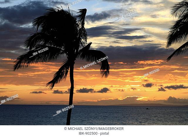 Palm trees at dusk, Kahekili Beach Park, Ka'anapali Beach, Maui, Hawaii, USA