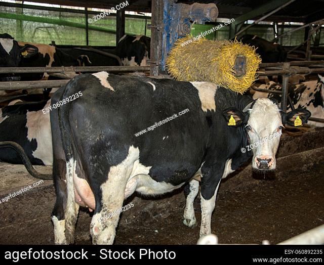 cow with automatic scratching machine against itching