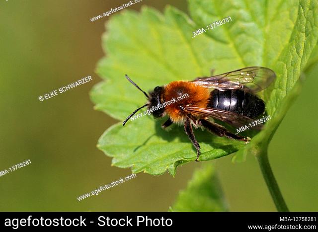 Female of the downy sand bee (Andrena nitida) sunbathing on a currant leaf