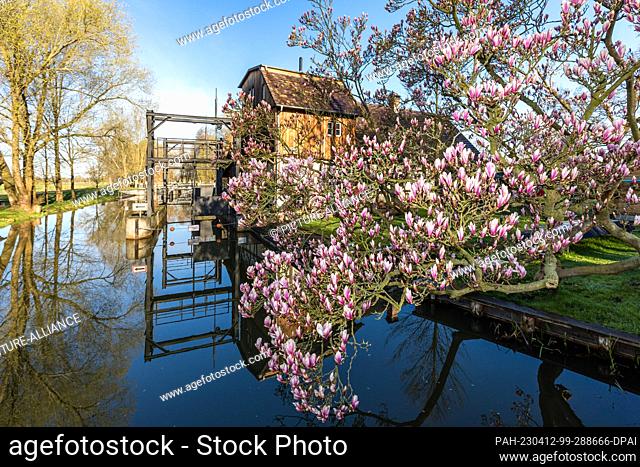 12 April 2023, Brandenburg, Raddusch: A magnolia blossoms in the spring sun on a stream at the Radduscher Buschmühle. Rivers are waterways in the Spreewald
