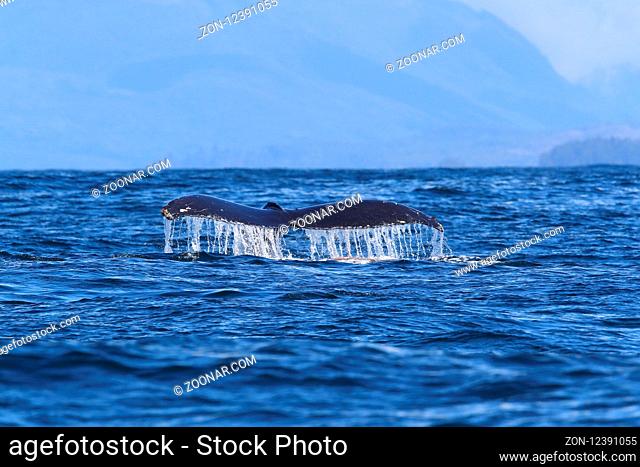 A Humpback Whale Dives Near Vancouver Island