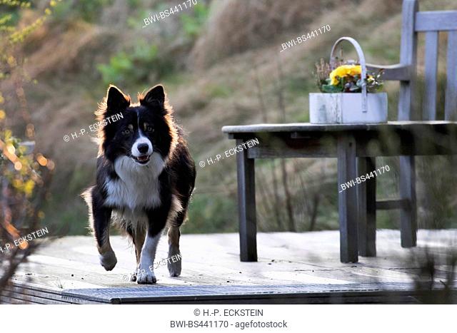 domestic dog (Canis lupus f. familiaris), on the terrace in a garden, Netherlands, Schiermonnikoog