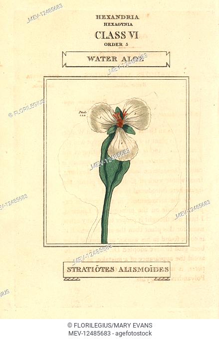 Water aloe, Ottelia alismoides (Stratiotes alismoides). Handcoloured copperplate engraving after an illustration by Richard Duppa from his The Classes and...