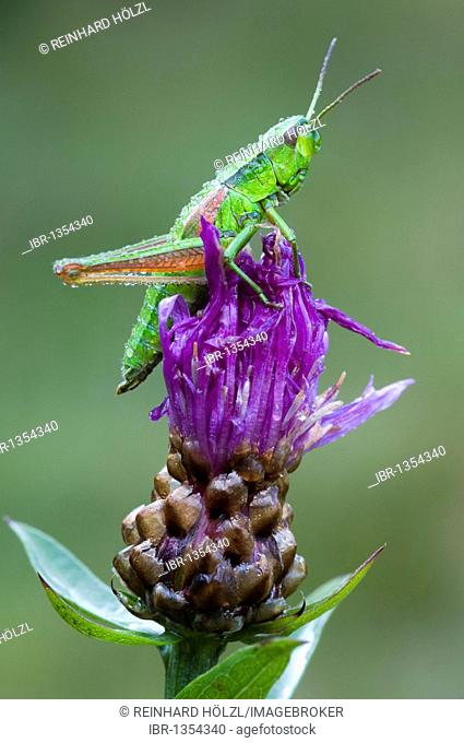 Small Gold Grasshopper (Euthystira brachyptera), Riedener Lake, Lech Valley, Ausserfern, Tyrol, Austria, Europe