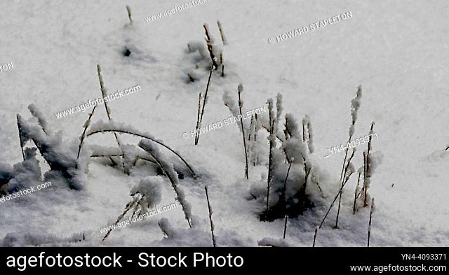 Dry grass in fresh snow
