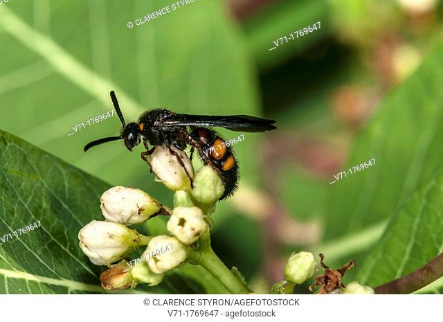 Scolid Wasp on Indian Hemp Flower, Outer Banks, Corolla, North Carolina United States