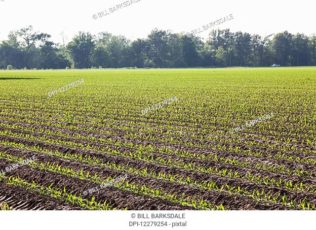 Corn in approximately 5 leaf stage growing on conventionally tilled soil which has been bedded to provided for effective furrow irrigation; England, Arkansas