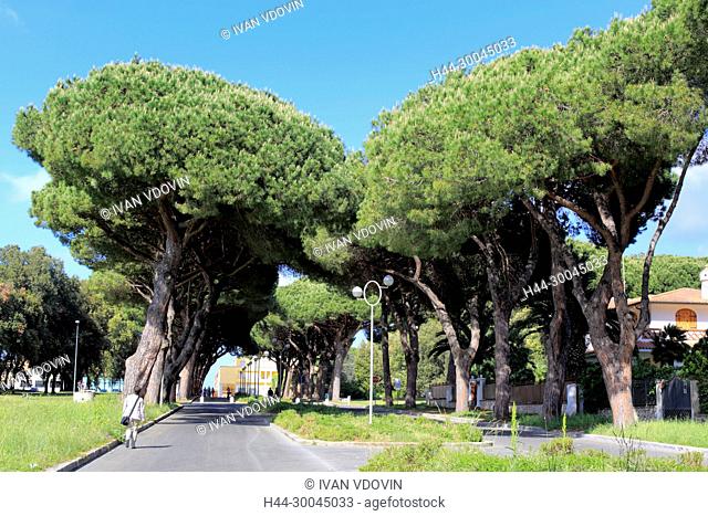 Pine alley, Sabaudia, Lazio, Italy