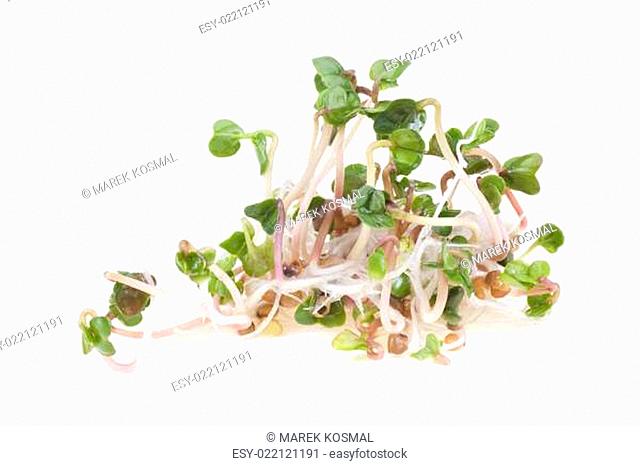 Close-up of a spicy daikon radish sprout