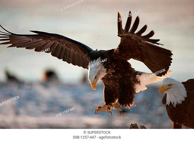 Close-up of Bald eagles Haliaeetus leucocephalus landing