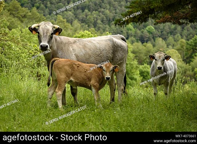 Cows in a forest with green meadows in spring in the Lluçanès region (Osona, Barcelona, Catalonia, Spain, Pyrenees). ESP: Vacas en un bosque y prados verdes...