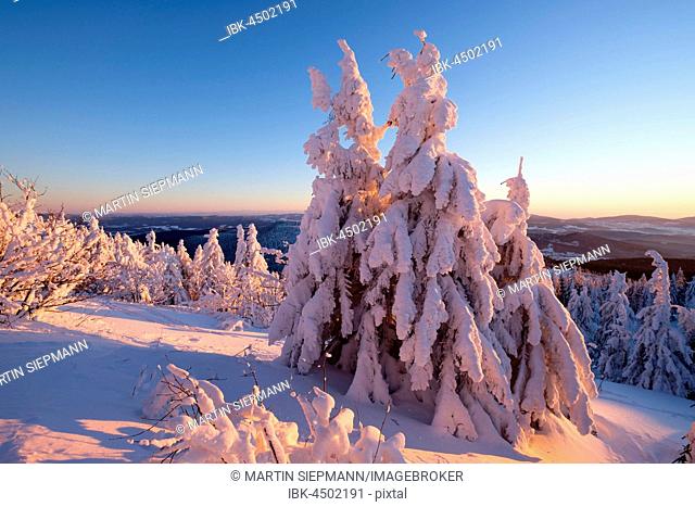 Sunset, Arbermandl, snowy spruces, Arber, Natural Preserve Bavarian Forest, Lower Bavaria, Bavaria, Germany