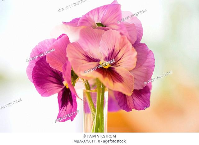 Beautiful Bouquet of Pansy Flowers in purple color, bokeh background