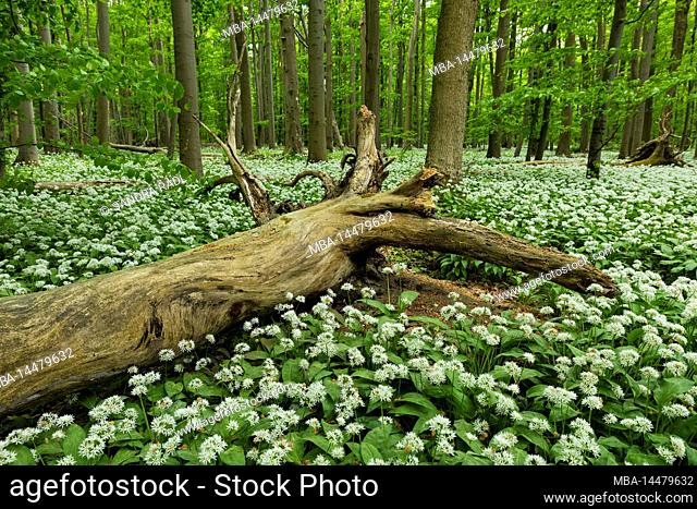 Wild garlic blossom in beech forest, fallen tree, spring in Hainich National Park, UNESCO World Natural Heritage Site Ancient Beech Forests, Germany, Thuringia