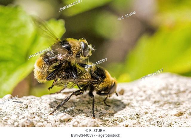 Large narcissus fly, Large bulb fly, Narcissus bulb fly (Merodon equestris), copulation, Germany, Bavaria, Niederbayern, Lower Bavaria