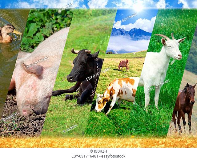Livestock collage with photo of farm animals, breeding of farm animals -  pig, cow, goat, horse, duck, Stock Photo, Picture And Low Budget Royalty  Free Image. Pic. ESY-031716481 | agefotostock