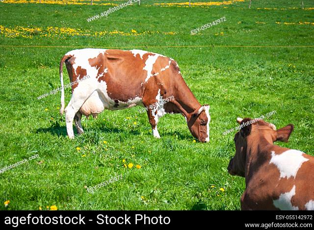 Cows grazing on a green summer meadow under blue clear sky in NRW, Germany