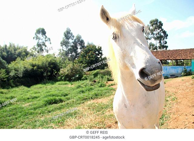 Animal, horse, 2016, Lavras, Minas Gerais, Brazil