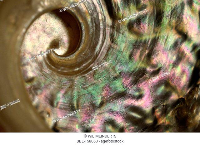 Artistic image of the iridescent nacre inside an Abalone shell
