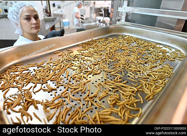 Company Grig, specializing in healthy food with nutritious cricket flour produce edible insects in Brno, Czech Republic, November 17, 2023