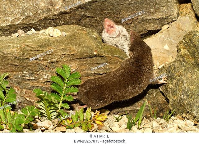 bicoloured white-toothed shrew Crocidura leucodon, male and female meeting and snarling