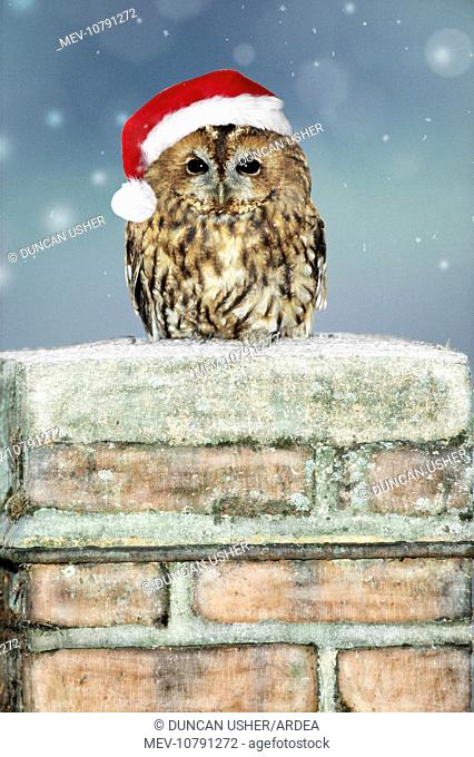 Tawny Owl - sitting on snowy chimney wearing Christmas hat