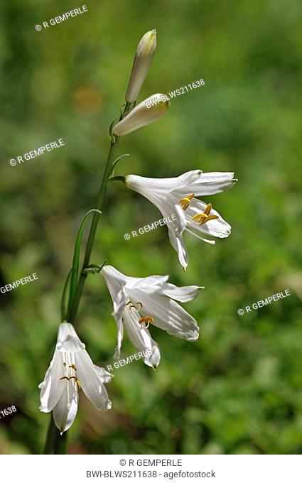 St. Bruno's Lily Paradisea liliastrum, Paradisia liliastrum, inflorescence, Switzerland, Graubuenden, Puschlav
