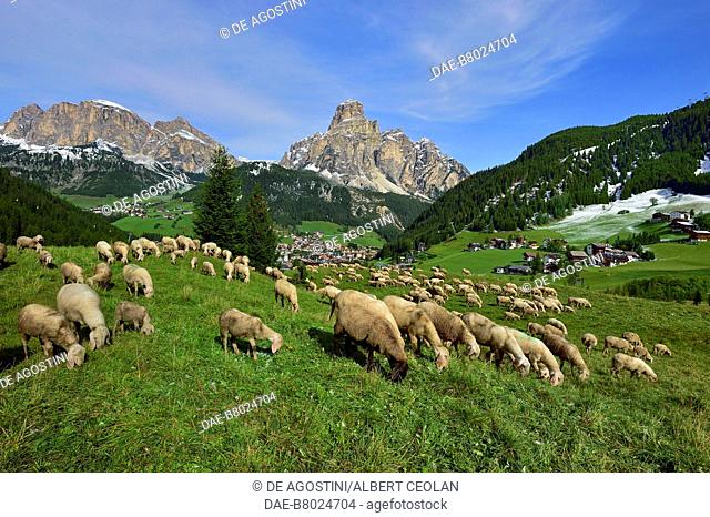 Flock of sheep grazing near Corvara, with Mount Sassongher in the background, Badia valley, Dolomites, Trentino-Alto Adige, Italy