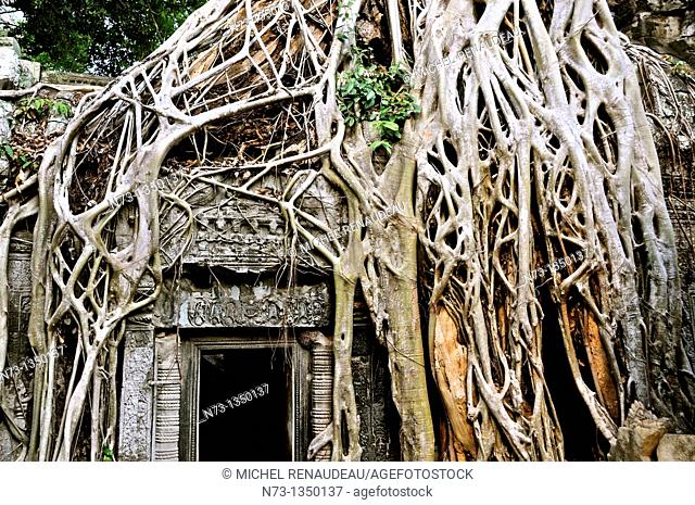 Cambodia, Siem Reap Province, Angkor classified World Heritage by UNESCO, the temple of Ta Prohm, built in 1186 by King Jayavarman VII