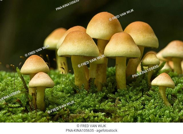 Sulphur Tuft Psilocybe fascicularis var. fascicularis - Planken Wambuis, Ede, Veluwe, Guelders, The Netherlands, Holland, Europe