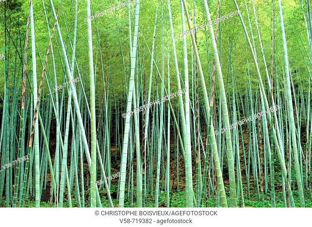 Bamboo grove. Iso-teien garden. Kagoshima. Japan