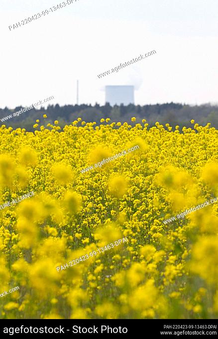 22 April 2022, Lower Saxony, Messingen: View of a rapeseed field in bloom with the Emsland nuclear power plant in the background