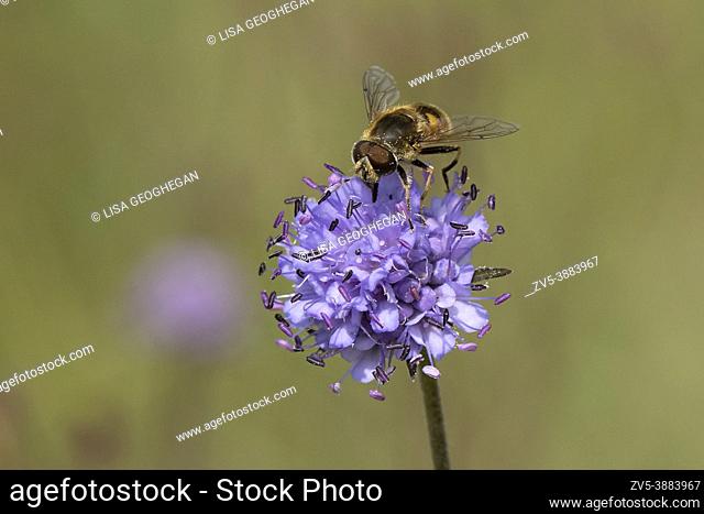 Male Drone-fly-Eristalis tenax pollinates on Devil's-bit scabious-Succisa pratensis