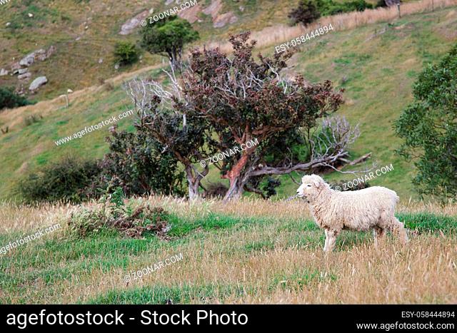 Sheep on the Otago Peninsula