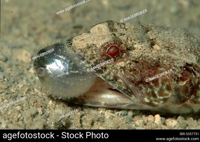 Common Lizard Fish eating Variegated lizardfish (Synodus variegatus), Common Lizard Fish eating Pufferfish