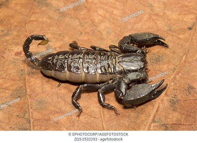 Scorpion, Liocheles nigripes, Hemiscopiidae, Madhya Pradesh, India