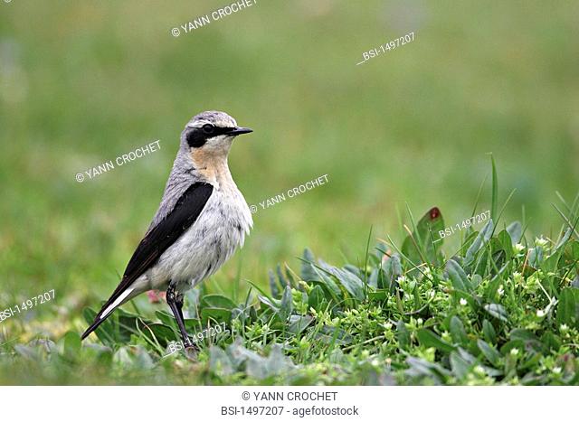 Northern wheatear Female northern wheatear Oenanthe oenanthe, Shetland Islands, Scotland. The plumage of the male is more contrasted than the one of the female...