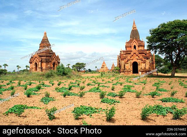 Field and brick pagodas in Bagan, Myanmar