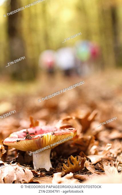 Mushroom at Foloi forest. Eleia, Peloponnese, Greece