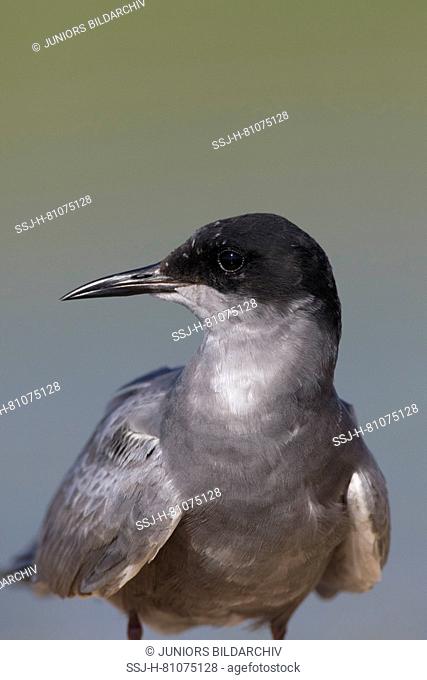 Black Tern (Chlidonias niger). Portrait of adult. Germany