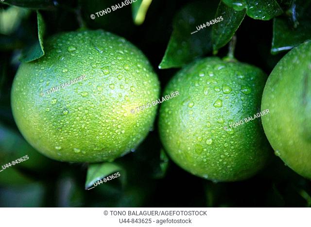 green oranges growing from a branch