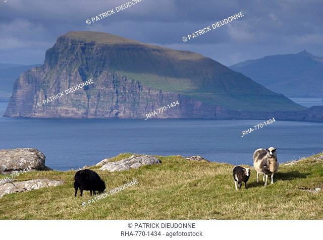Sheep on north coast of Sandoy, view north across Skopunarfjordur towards Koltur island and Streymoy Island hills in the distance, Sandoy, Faroe Islands Faroes