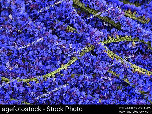 18 June 2023, Brandenburg, Casel: Before the beginning of the Johannisreiten countless braided ribbons of cornflowers lie on a pile