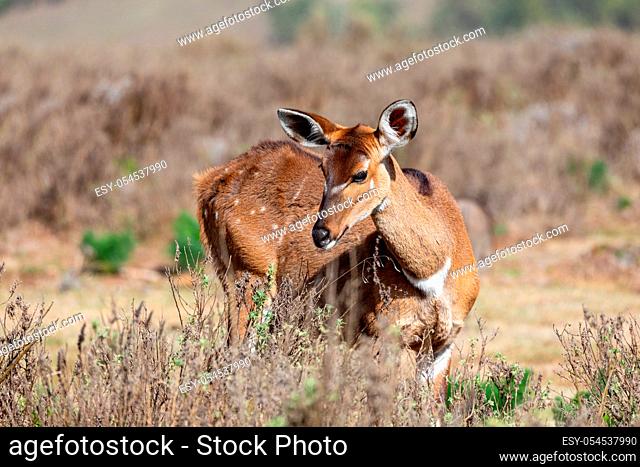 female of endemic very rare Mountain nyala, Tragelaphus buxtoni, big antelope in Bale mountain National Park, Ethiopia, Africa widlife