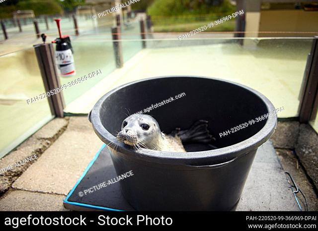 20 May 2022, Schleswig-Holstein, Friedrichskoog: Seal ""Meike"" is weighed in a black plastic tub before being released into one of the outdoor pools at the...