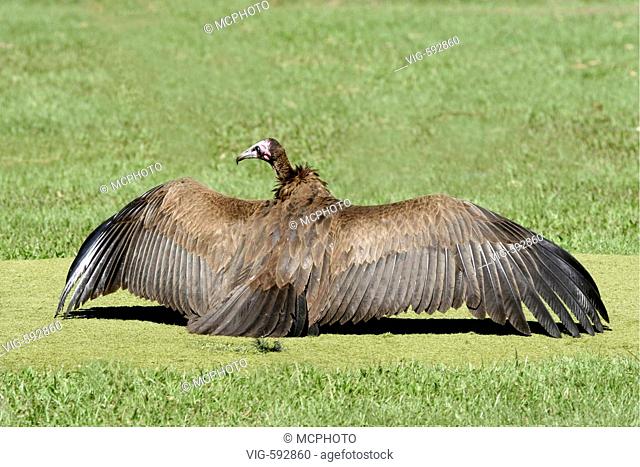 Kappengeier / Hooded Vulture / Necrosyrtes monachus nimmt Sonnenbad am Golfplatz,  Gambia WestAfrica - Gambia, Africa, 20/09/2005