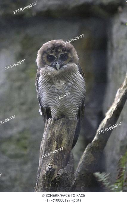 Owl (Strix Leptogrammica)