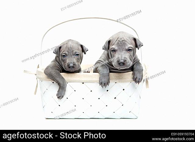 One month old thai ridgeback puppy dogs sitting un white basket. Isolated on white. Copy space